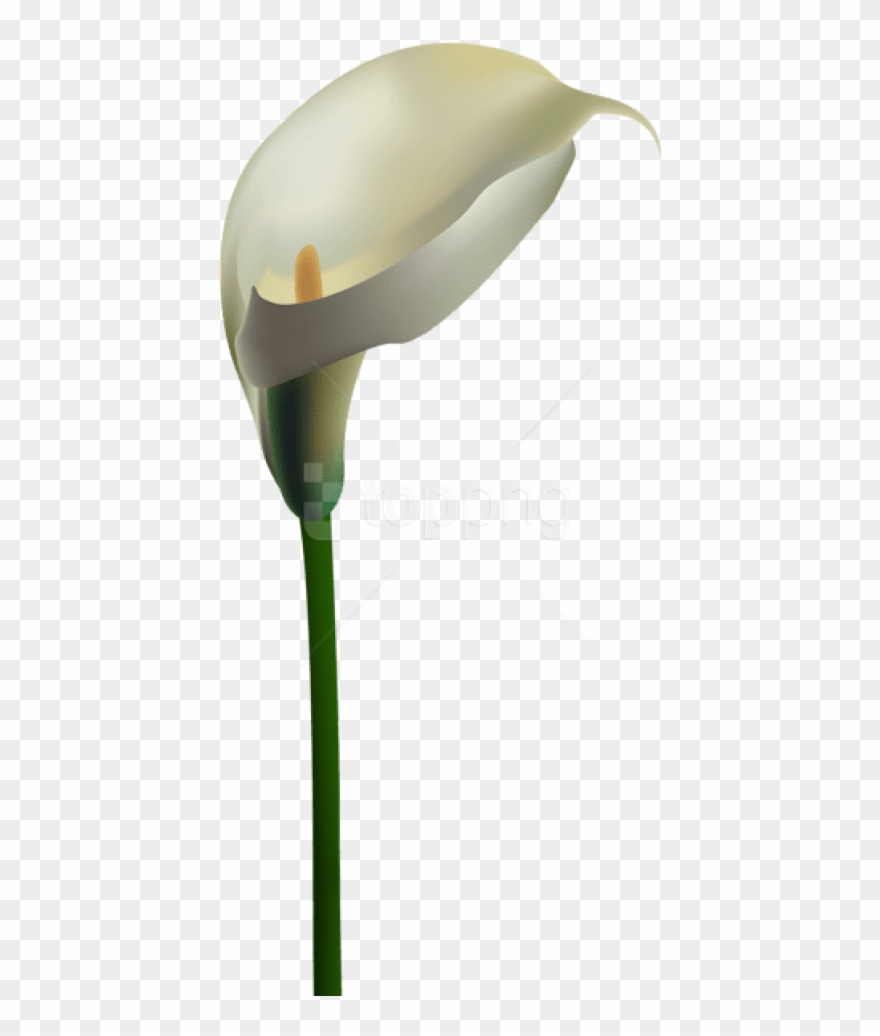 Calla Lily Png - Arum Clipart