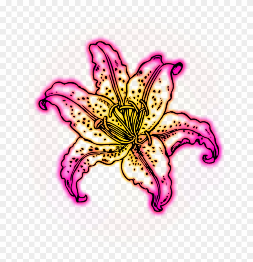Freetoedit Neon Neonlights Pink Yellow Flower - Lily Coloring Pages Clipart
