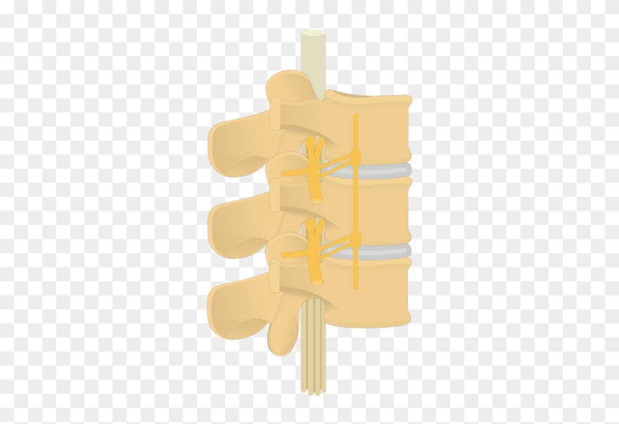Spinal Nerve- Articulated View - Illustration Clipart