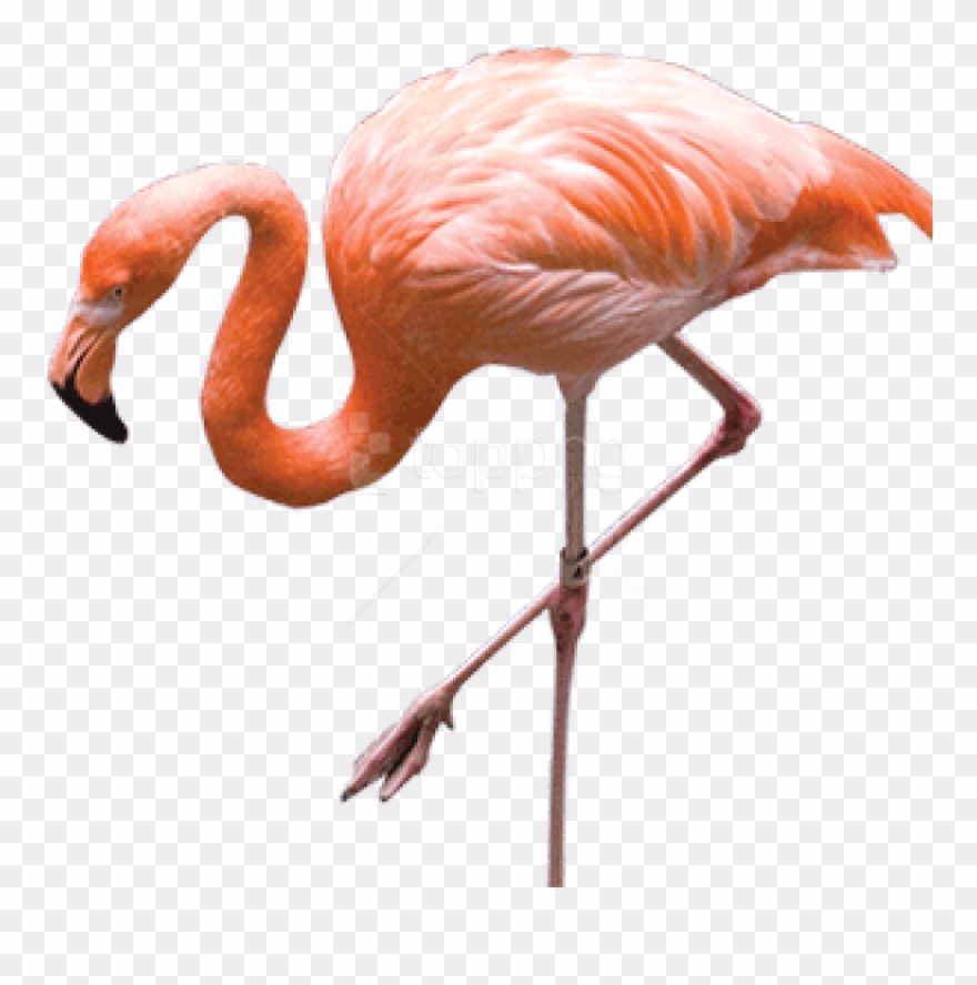 Free Png Download Flamingo Png Images Background Png - Transparent Background Flamingo Png Clipart