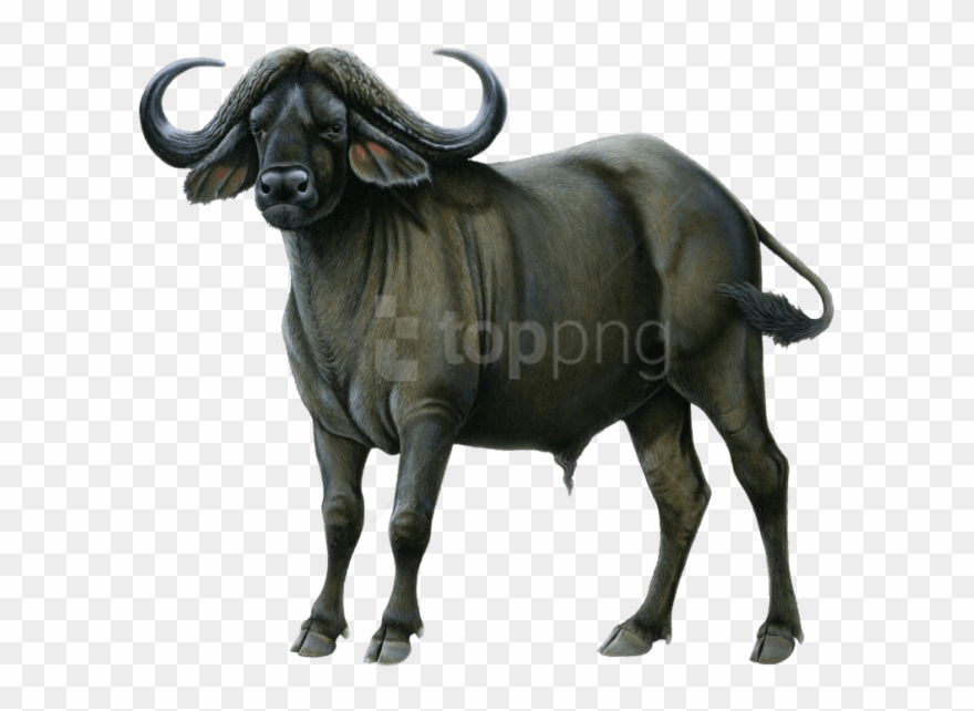 Free Png Download Buffalo Drawing Png Images Background - Buffalo Png Clipart