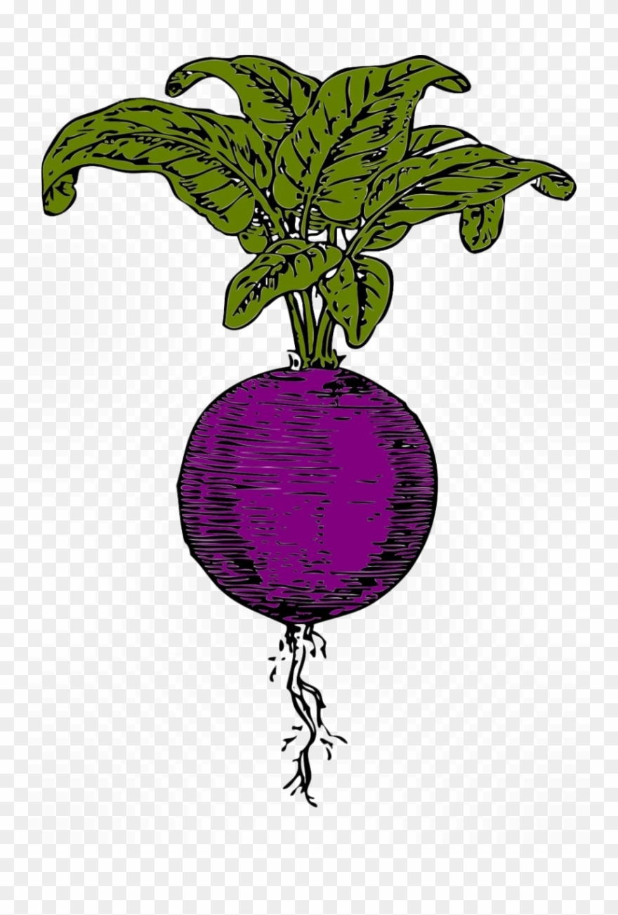 Beet Transparent Image - Sugar Beet Clip Art - Png Download
