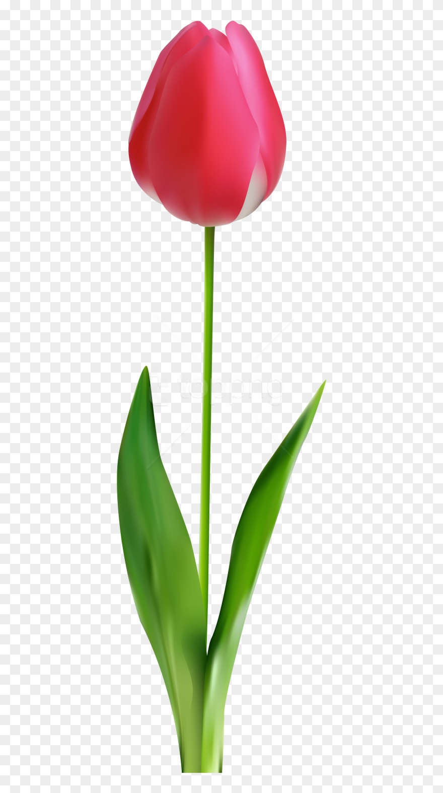 Free Png Download Tulip Clipart Png Photo Png Images - Clip Art Transparent Png
