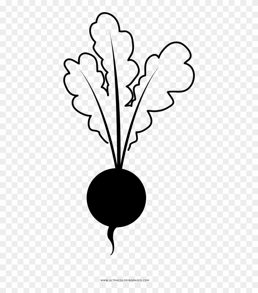 Beet Coloring Page - Line Art Clipart