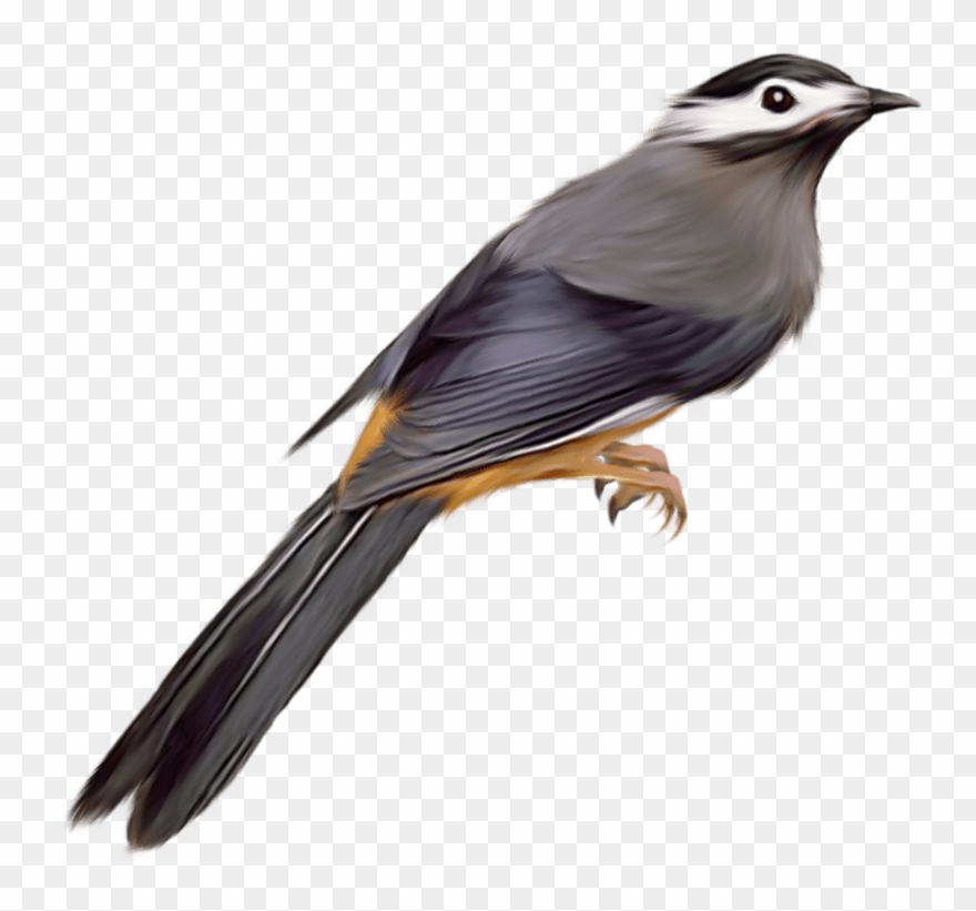 Parrot Clip Art Transparent - Cuckoo Bird Transparent Background - Png Download