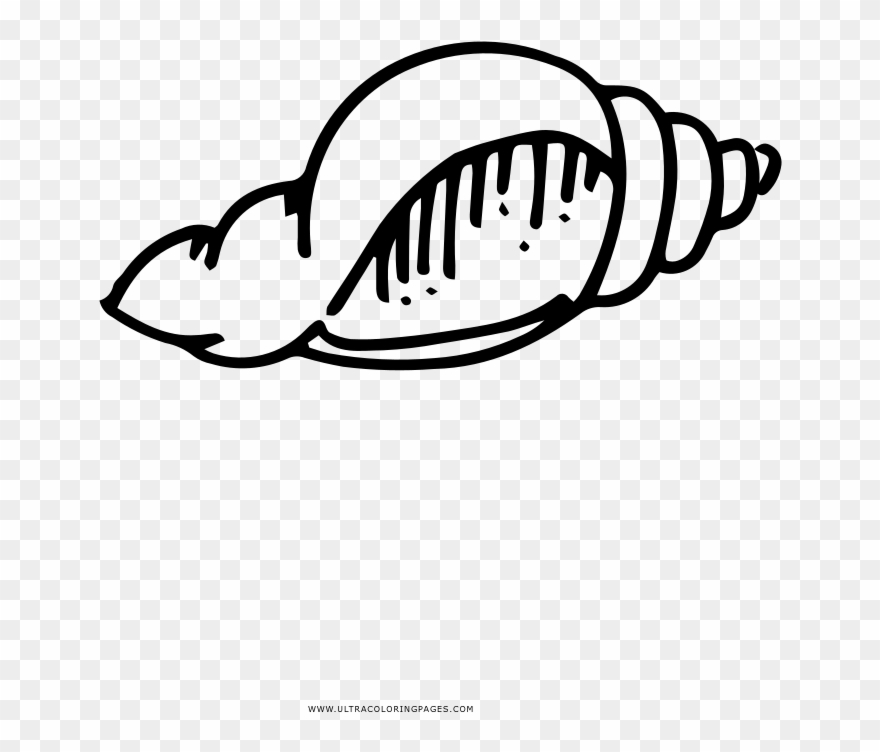 Magic Conch Coloring Page - Line Art Clipart
