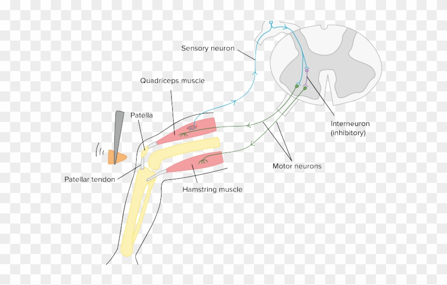 Neuron Clipart Effector - Neuron - Png Download