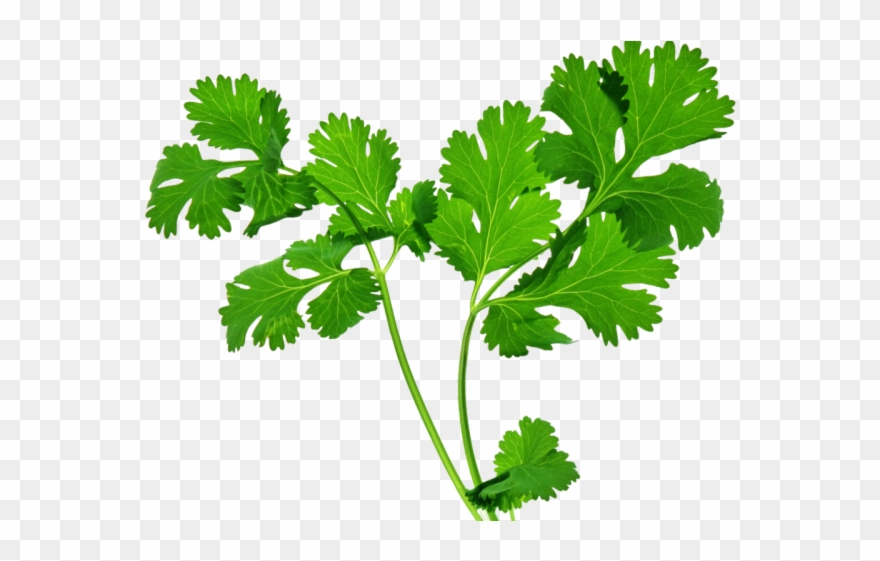 Herbs Clipart Herbal Leave - Herbs Png Transparent Png