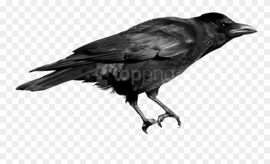 Download Crow Png Images Background - Png Image Crow Clipart