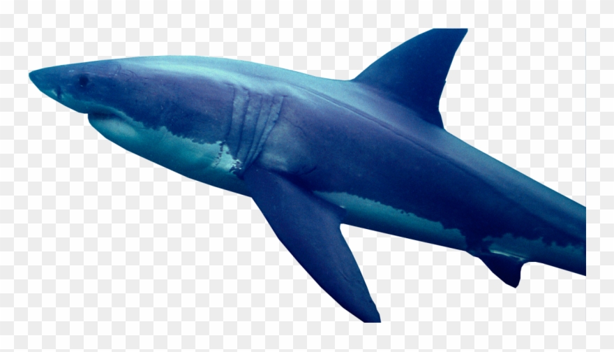 Great White Shark Png Clipart