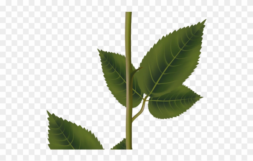 White Rose Clipart Yoville - White Rose Transparent Png