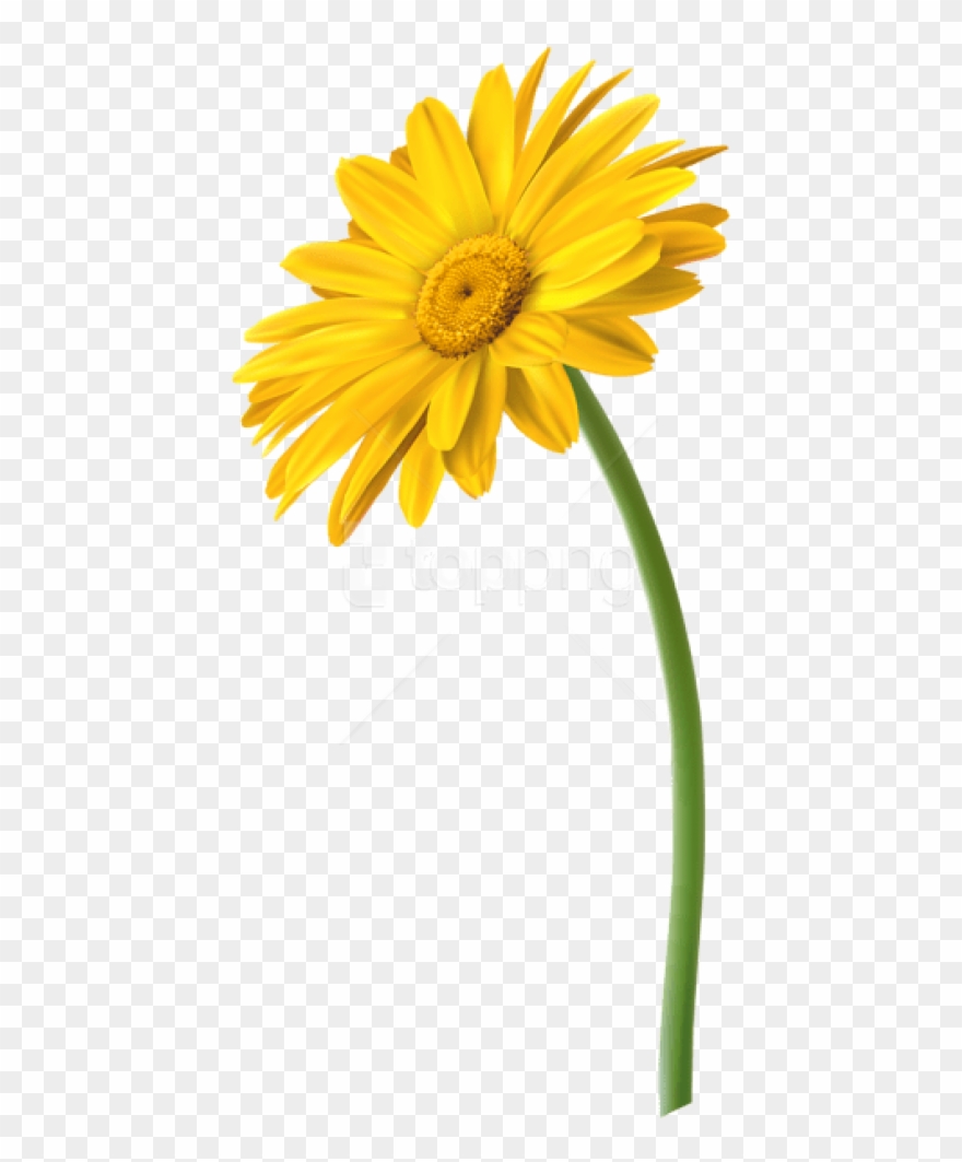 Free Png Yellow Gerbera Flower Png Images Transparent - Marguerite Daisy Clipart
