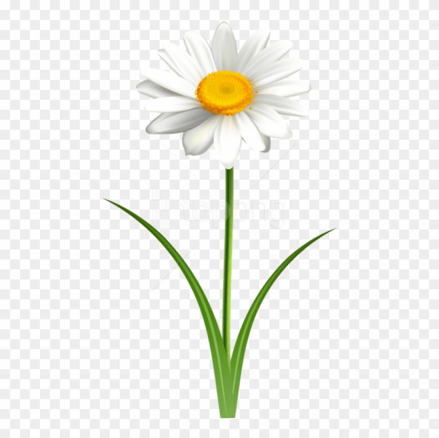 Free Png Download Daisy Flower Transparent Png Images - Daisy Flower Transparent Background Clipart