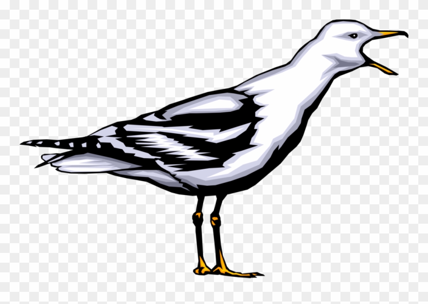 Vector Illustration Of Seabird Gull Bird Or Seagull - Möwe Clipart - Png Download