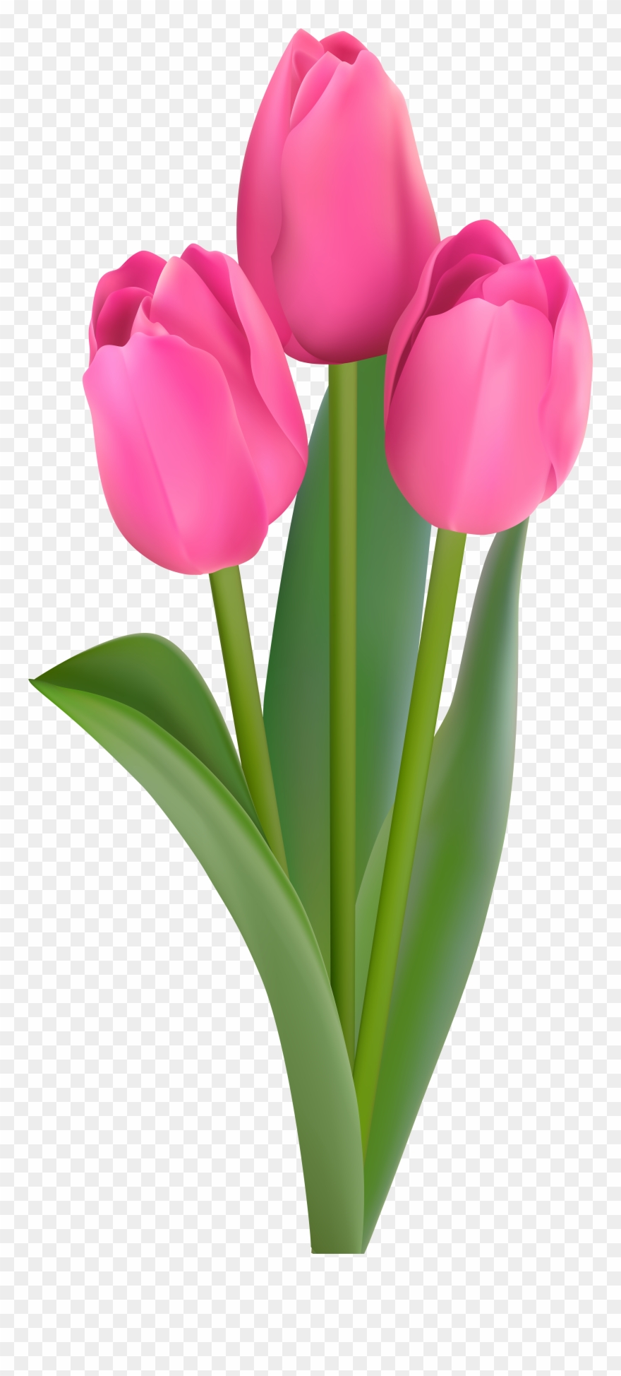 Pink Tulips Transparent Clip Art - Png Download