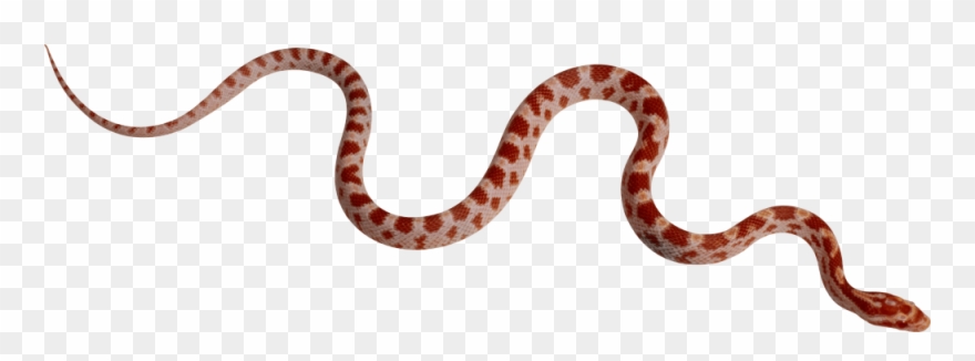Download Snake Png Transparent Images Transparent Backgrounds - Snake Png Clipart