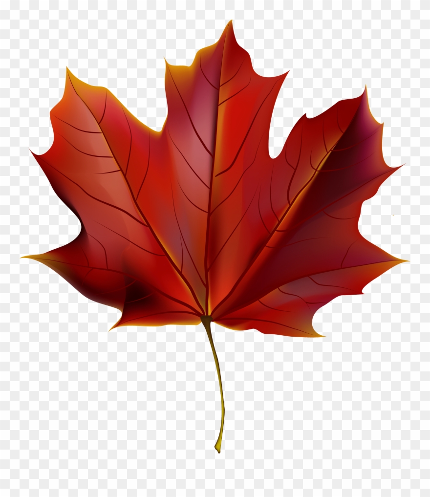 Maple Leaf High Resolution Clipart