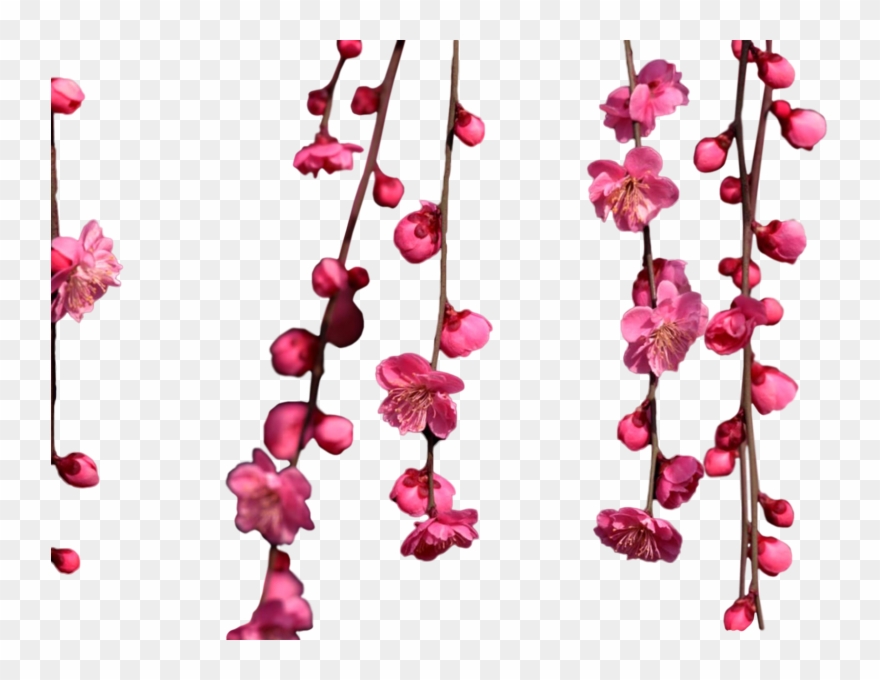 Share This Image - Hanging Cherry Blossom Png Clipart