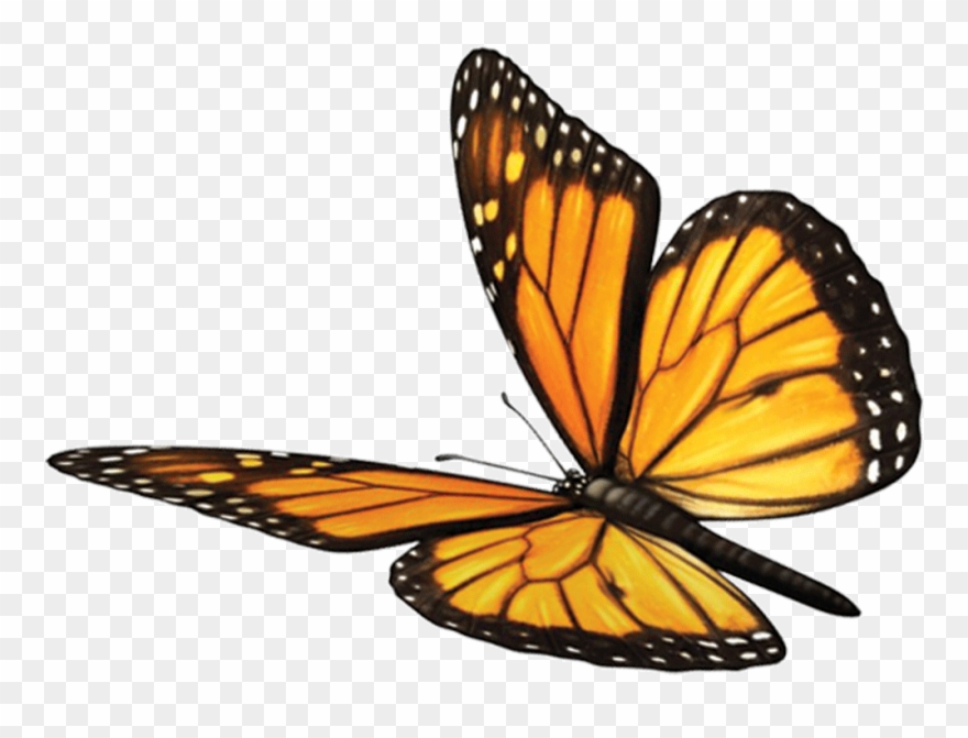 Butterfly Fawn Mind Soul Spirituality Monarch Sundara Clipart