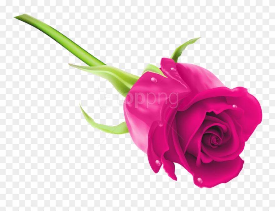 Free Png Download Pink Rose Png Images Background Png - Rose Png Images Hd Clipart