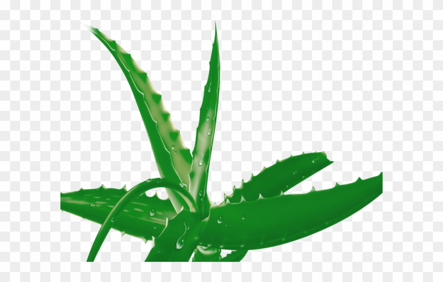 Aloe Clipart Terrestrial Plant - Aloe Vera - Png Download
