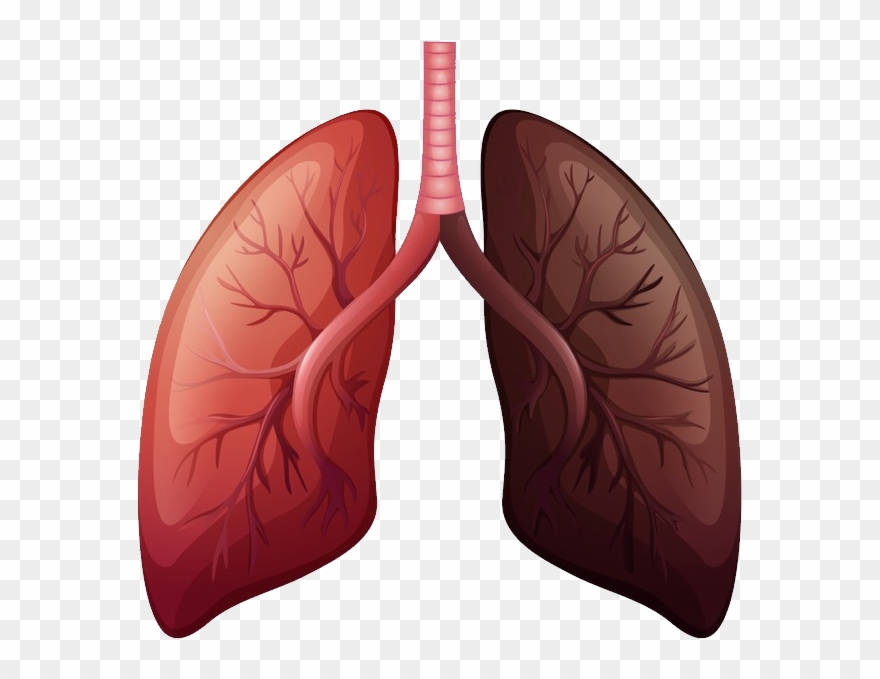 Lungs Png - Lung Cancer Before And After Clipart