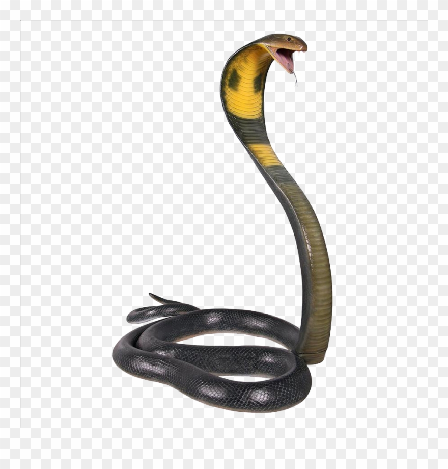 Snake Cobra Clipart
