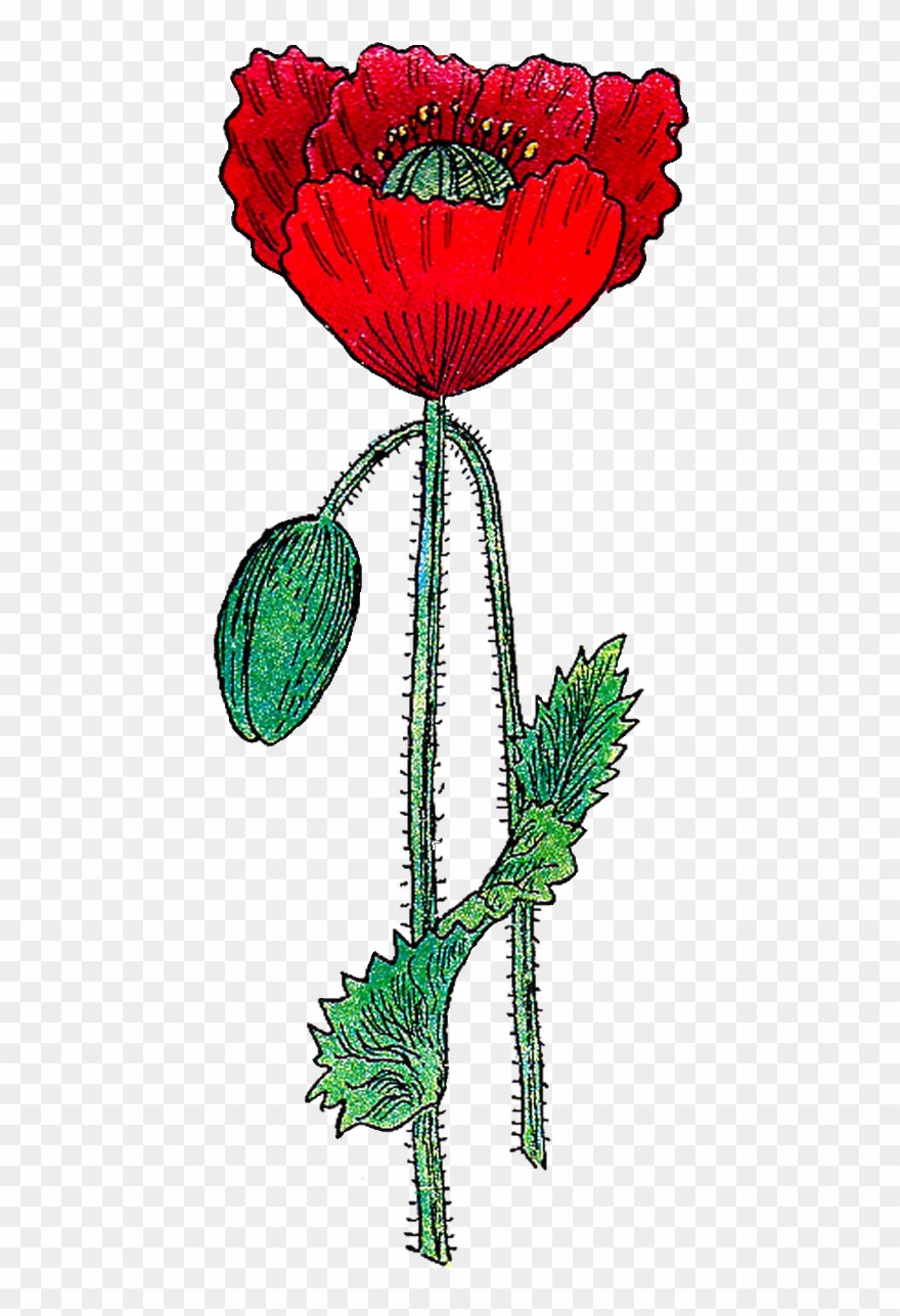 Poppy Clipart Vintage - Poppy Clip Art Free - Png Download