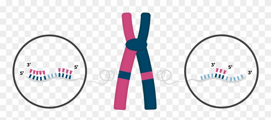 Double Stranded Metaphase Chromosome With An Inverted - Care Shop Clipart