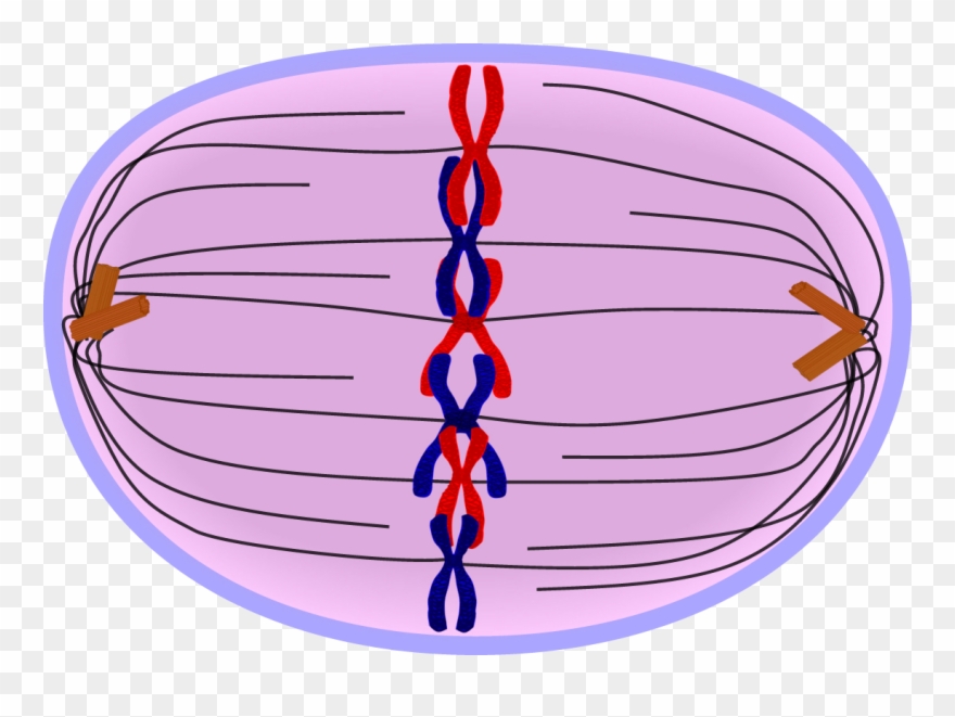 Chromosomes Separate Into Two Genetically Identical Clipart