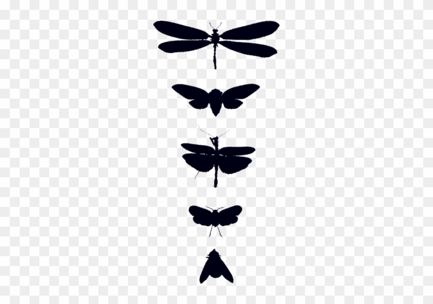 Bug Study - Bunny Pun Costume Clipart