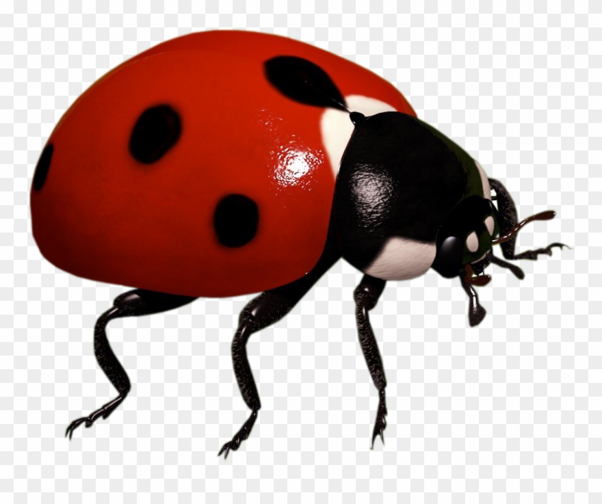 Insect Background Png Arts Transparent Background - Lady Bug Transparent Background Clipart