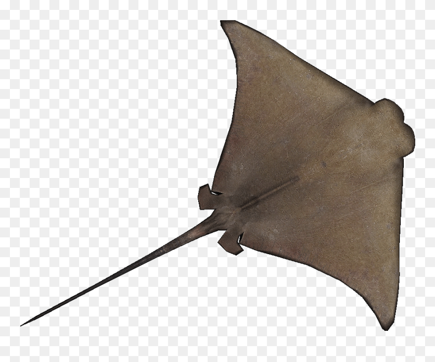 Cownose Ray Natural Design Zt2 - Cownose Ray Stingray Png Clipart