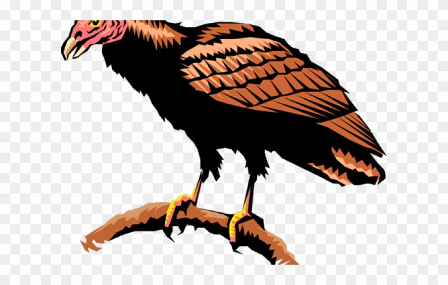 Drawn Turkey Vulture American Eagle - Turkey Vulture Clipart - Png