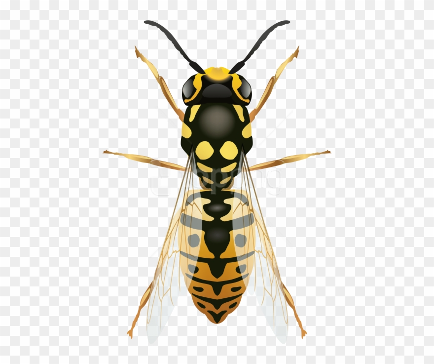 Free Png Download Wasp Clipart Png Photo Png Images - Harmful Insects Transparent Png