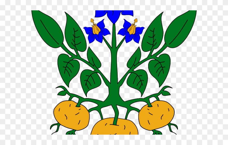 Flowers Vectors Clipart Science - Potato Plant Clip Art - Png Download