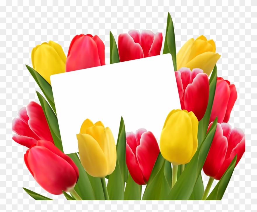 Tulips Clipart Themed - Tulipani Gialli E Rossi - Png Download