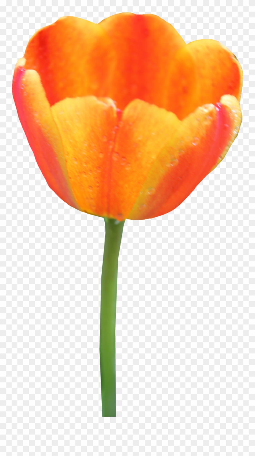 Tulip Png Image - Orange Tulip No Background Clipart