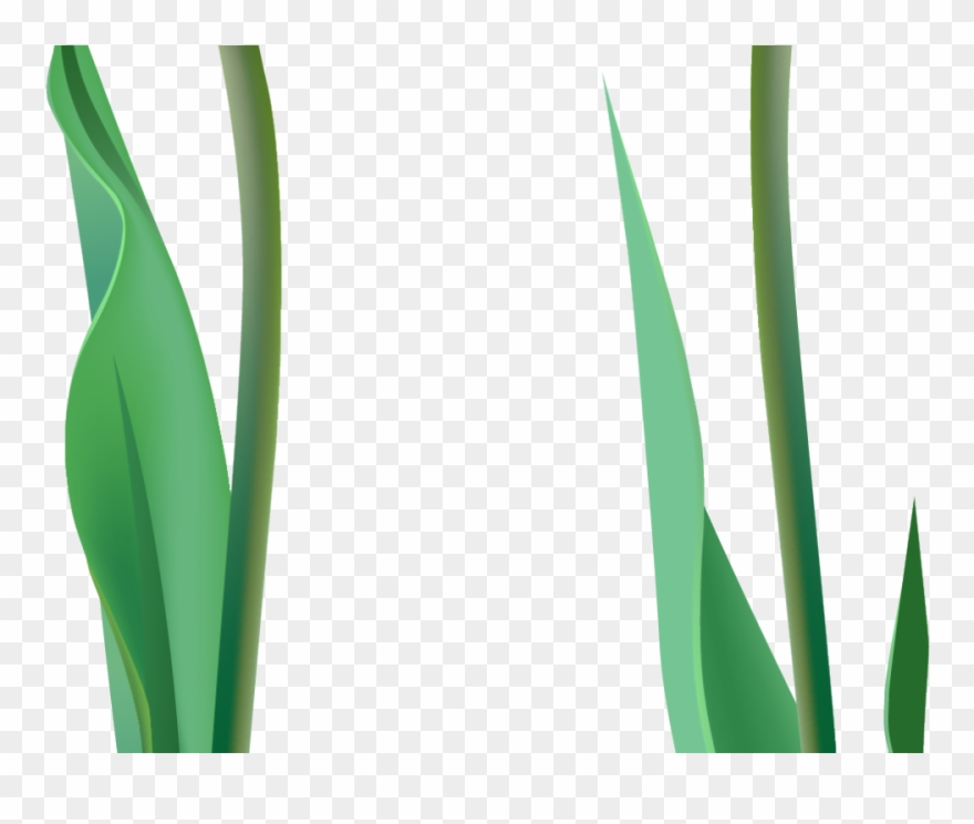Agave Clipart