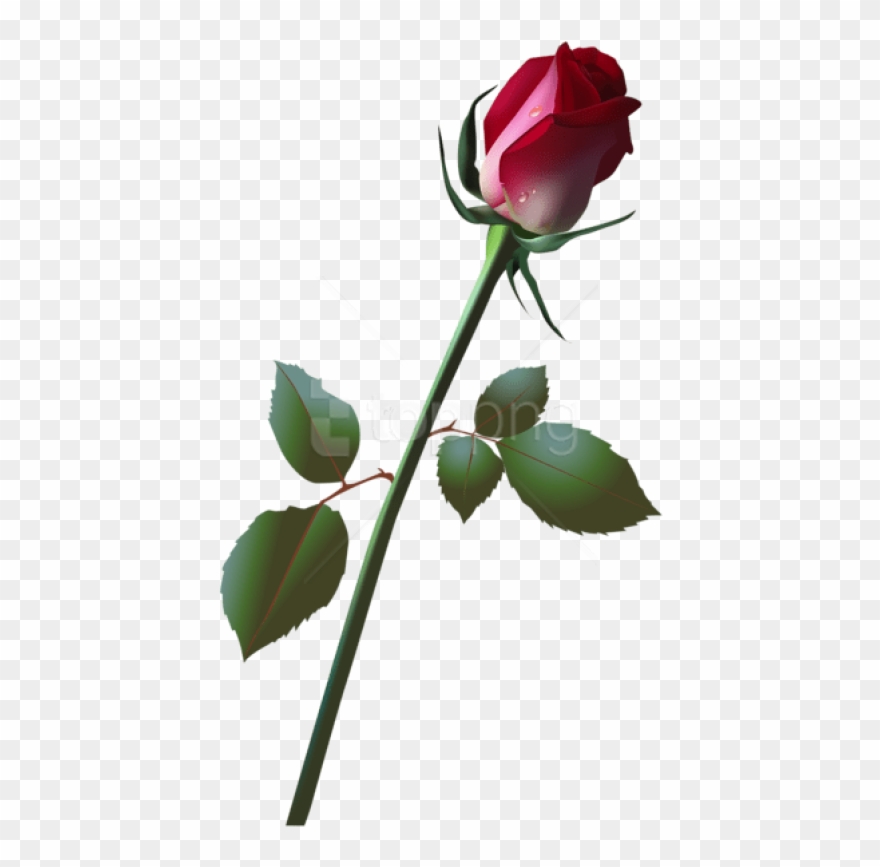 Free Png Download Beautiful Rose Bud Png Images Background - Rose Bud Png Clipart
