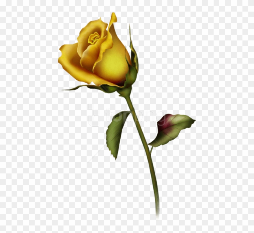 Free Png Yellow Rose Bud Art Png Images Transparent - Rose Bud Tattoo Design Clipart
