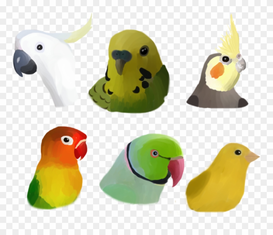 Some Thingy For School - Sulphur-crested Cockatoo Clipart