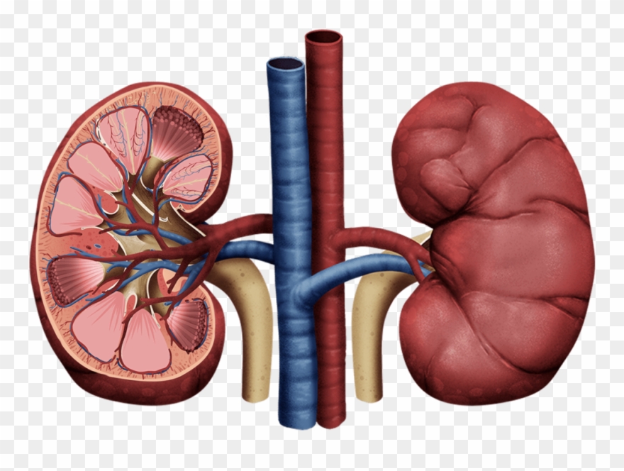 Kidney Health - Kidney Draw Clipart