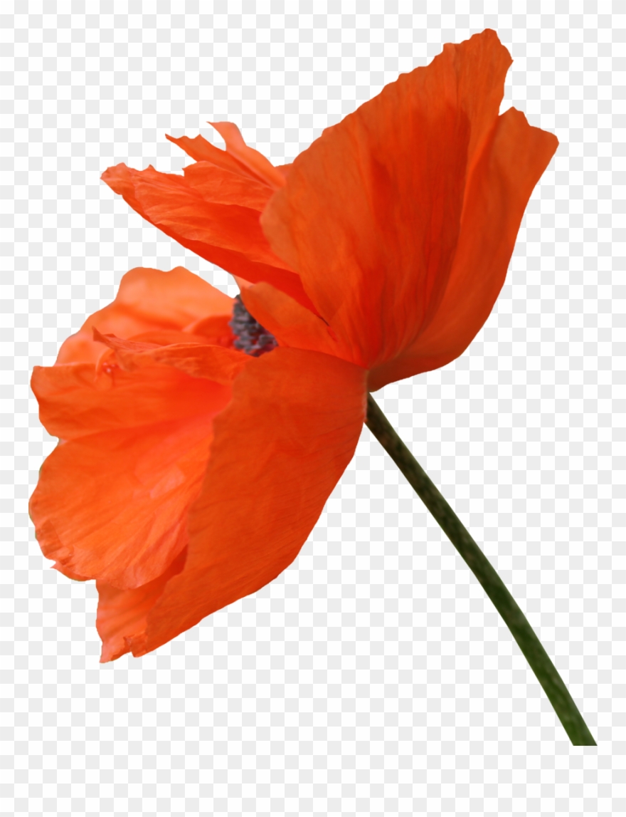 Pin By Kristen Finley On Artspirations In - Red Poppy Flower Png Clipart