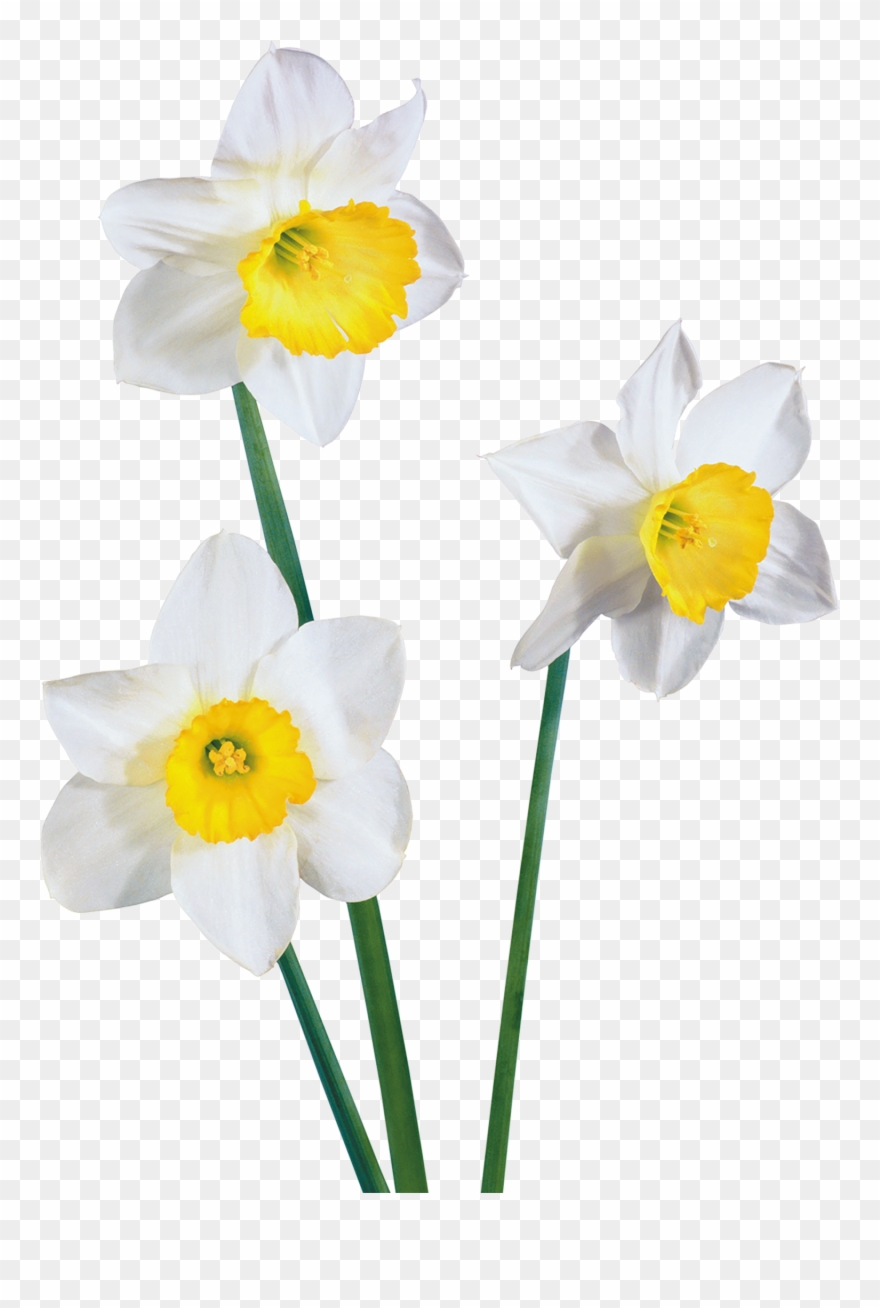 1500 X 2162 6 - White Flowers Clipart