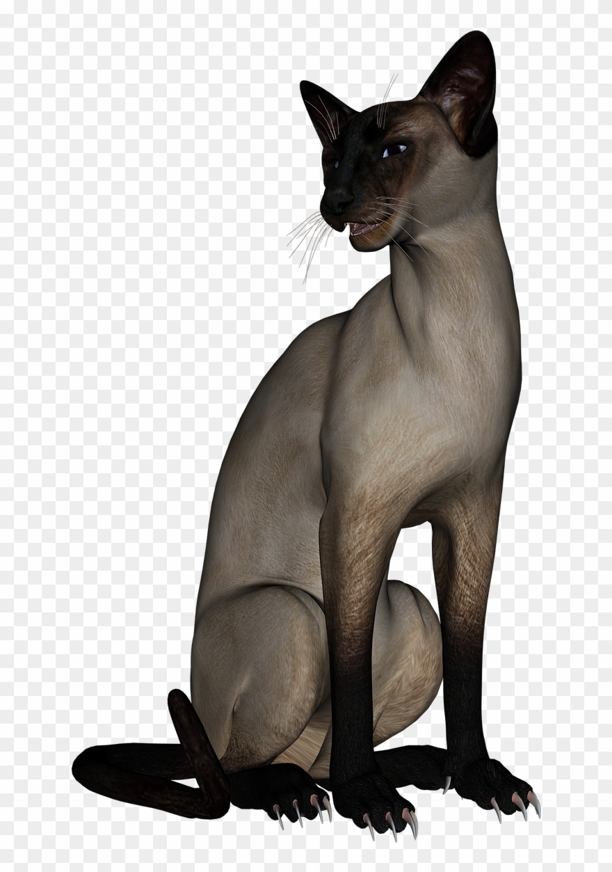 Cat Siamese Cat Animal - Minskin Clipart