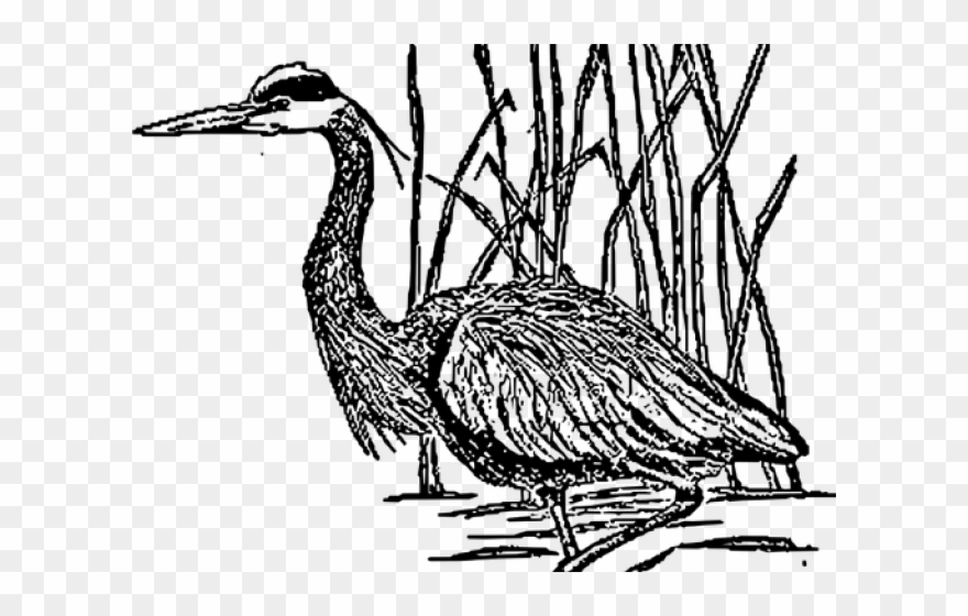 Great Blue Heron Clipart Sketch - Blue Heron Public Domain - Png Download