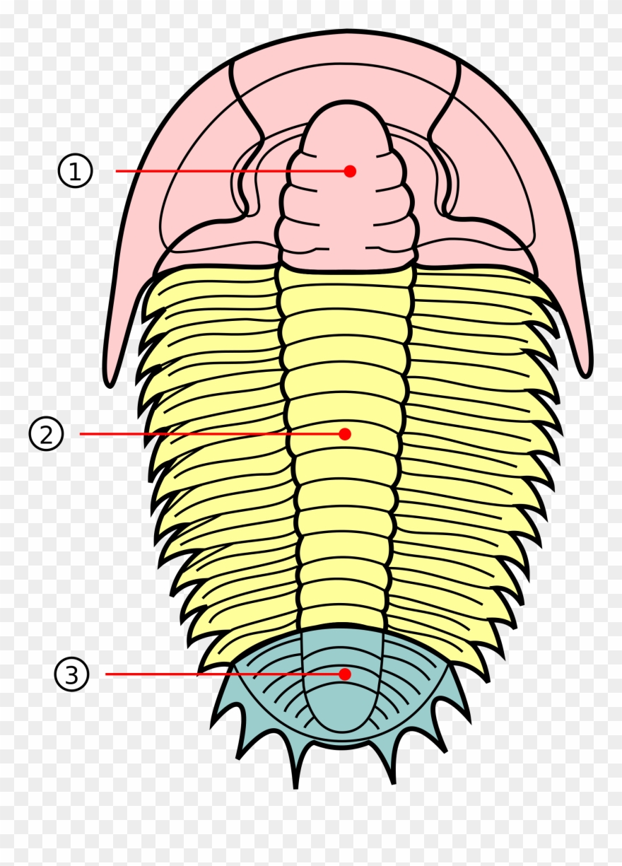 Open - Trilobite Pygidium Clipart