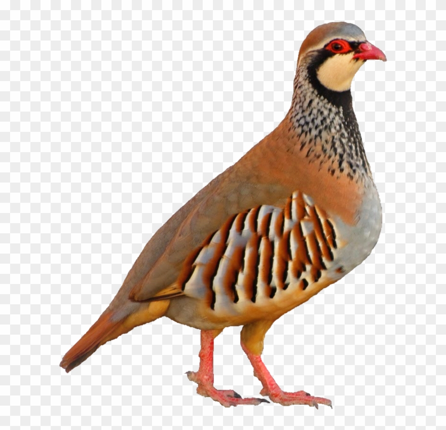 Related Wallpapers - Perdiz Roja Png Clipart