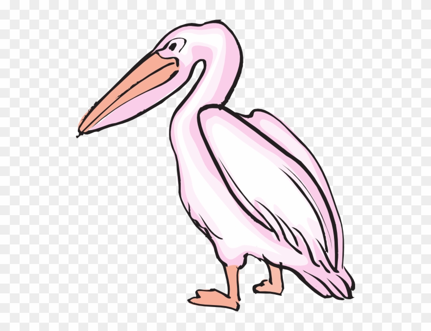 Pelican Clipart - Png Download